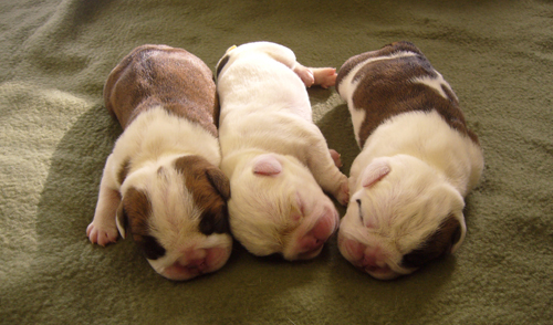 babies