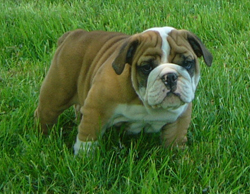 puppy b