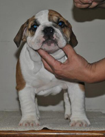 pup 1