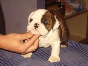 1 - 6wks 2