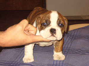 2 - 6wks 2