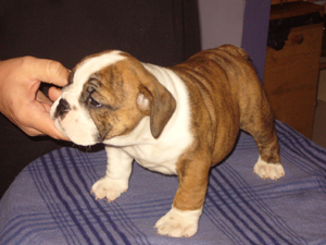 2 - 6 wks
