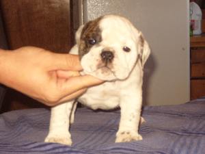 3 - 6wks 2