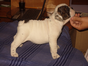 3 - 6wks